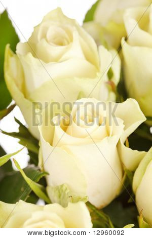 กุหลาบสวยงาม