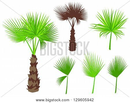 Set of fan palm round leaves. Fan Palm Tree formed from these leaves. On white background.