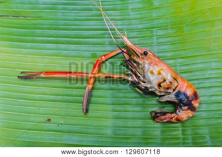one Grilled giant freshwater prawn on green banana leaf background