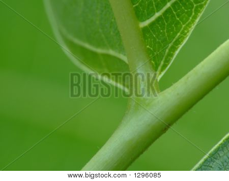 Pianta