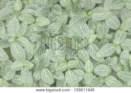 live carpet of green and white plants leaves