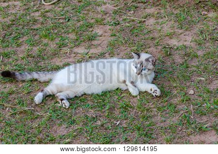 Cute Cat With Blue Eyes Playing Around