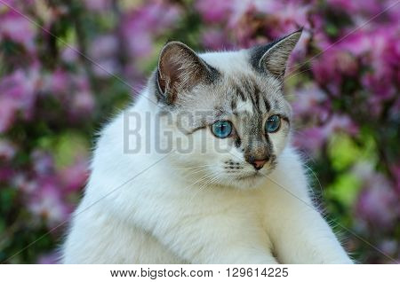 Cute Cat With Blue Eyes Playing Around