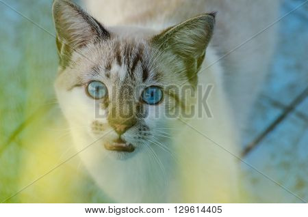 Cute Cat With Blue Eyes Playing Inside An Empty Pool