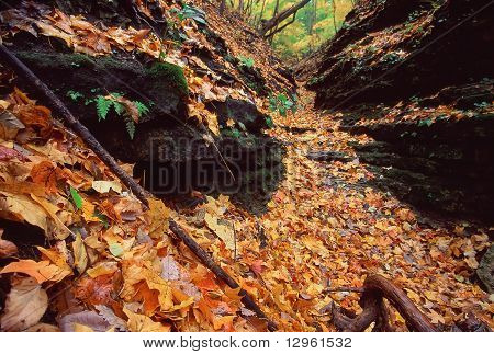 Forêt de Gorge de Kishwaukee Preseve