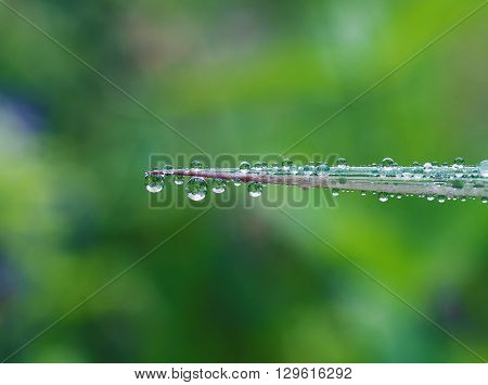 Fresh grass with dew drops and Sun beams close up
