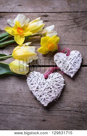 Yellow tulips and daffodils flowers and decorative hearts on vintage wooden ba heart ckground. Selective focus.