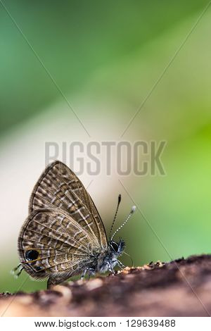A small cute butterfly on nature background