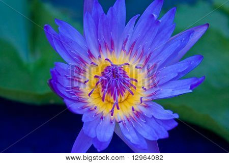 Loto blu