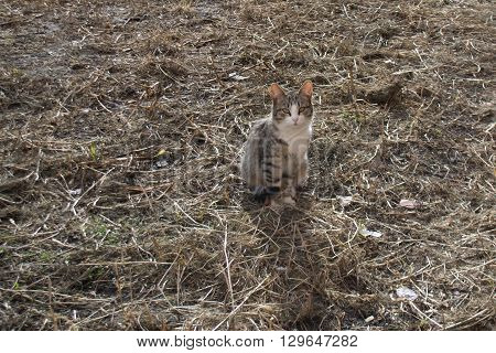 Homeless cats came to bask in the sun