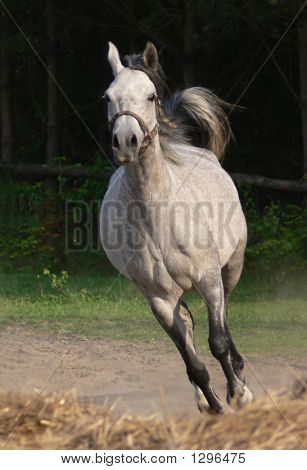 Cavallo arabo