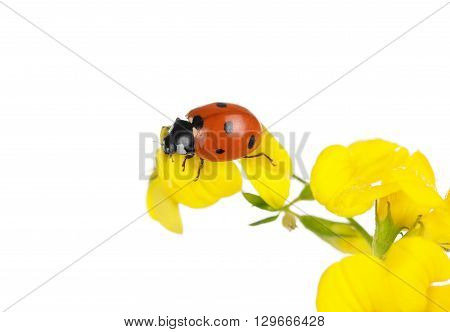 Macro, branch of linaria with ladybug isolated on white background