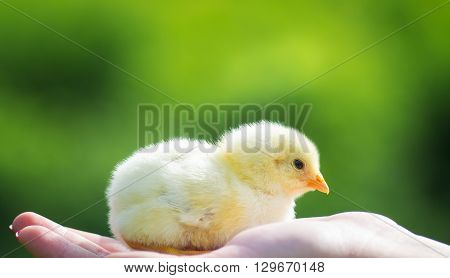 Holding a small newly hatched yellow Chicken. The little chick in hands.