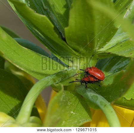 2 red bedbugs in grenn blurry natural background on spring time, vivid nature