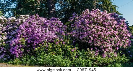 The state flower of Washington grows big in Burien Washington.