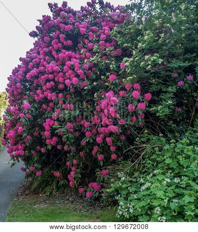 The state flower of Washington grows big in Burien Washington.