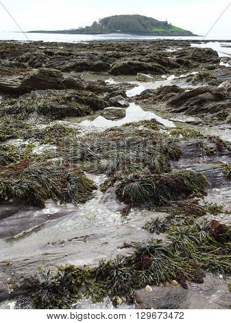St George's Or Looe Island And Rocky Beach Seascape Photographed At Hannafore Point In Looe In Cornwall