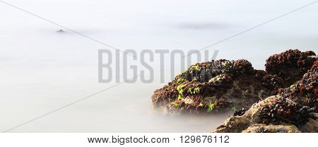 Black Mussels On The Rocks Emerge From The Fog Almost Unreal