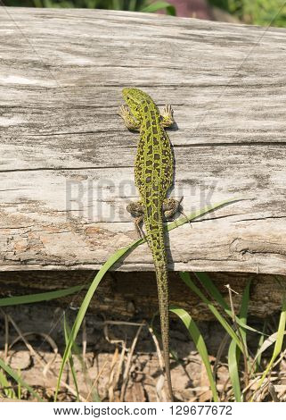 Green lizard on an old tree in a spring forest