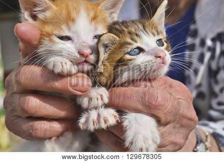 old woman holds her kittens - close up of two beautiful cats with blue eyes