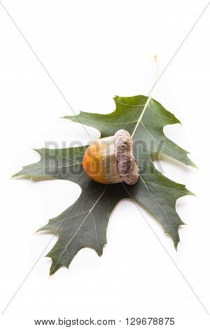 One big acorn lying on a leaf isolated on a white background