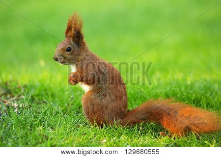 Red Squirrel (Sciurus vulgaris) sitands upright on thre green grass and looking right. Clearly visible white belly raised ears a mustache and black eyes. Poland Spring May. Close horizontal view