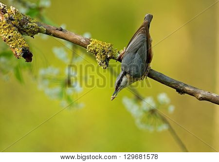 Eurasian nuthatch (Sitta europaea) Eurasian nuthatch (Sitta europaea) with sunflower seeds in its beak he sits leaning on a dry branch on the beautiful green-yellow background. Spring. Horizontal view.