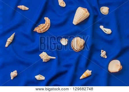 Lots of different seashells on a blue background