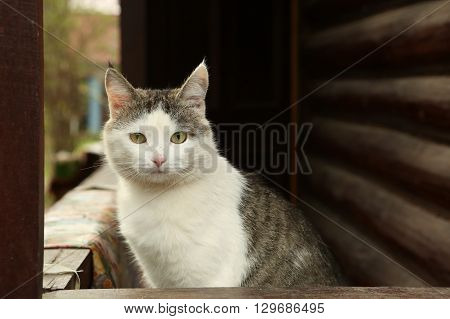 stray siberian cat on the rural country block house background coseup portrait