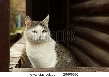 stray siberian cat on the rural country block house background coseup portrait