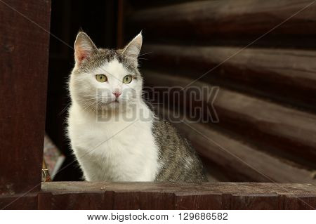 stray siberian cat on the rural country block house background coseup portrait