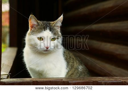stray siberian cat on the rural country block house background coseup portrait