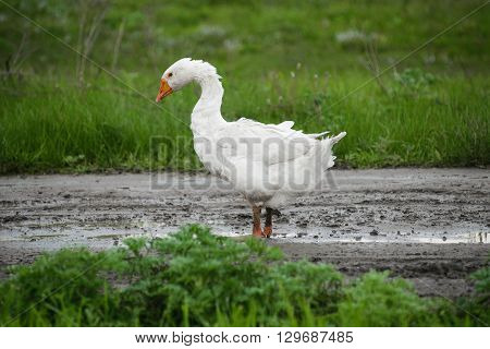 White Duck With A Red Beak Standing Next To A Dirty Bucket On Ground