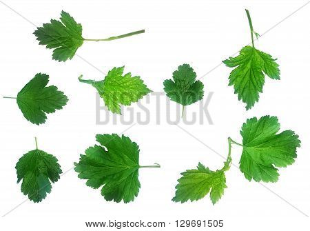 Fresh Green Laves Natural Set Isolated on White Background