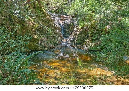 A small waterfall and swimming pool a short walk from Jubilee Creek a picnic spot in the Knysna Forest near Millwood