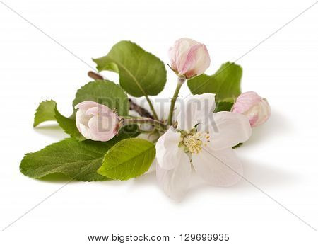 Apple branch with blossoms, isolated on white background