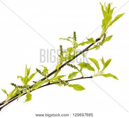 Bird cherry stem with buds isolated on white background. Prunus padus
