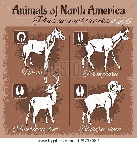 North America animals and animal tracks, footprints. Vector set.