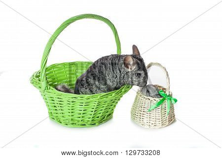 Chinchilla mother kissing baby sitting in baskets isolated over white background. Copy space.