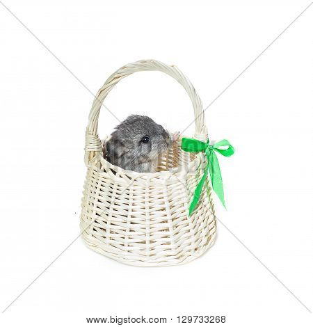 Chinchilla baby sitting in basket isolated over white background. Copy space.