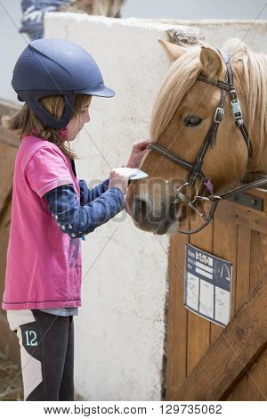 pretty young teenage girl preparing taking care horse poney