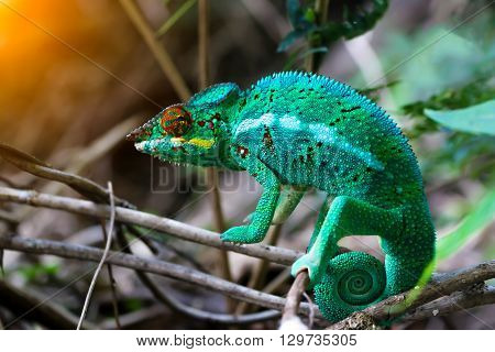 Chameleon with a twisted tail on a branch.