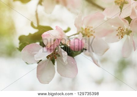 Closeup of blooming apple twig covered by water drops. Beautiful flower blossomed apple springtime.Flowers of apple with water drops. Beautiful spring apple-tree flowers backgroundSoft focus. Pink apple tree blossoms and water drops.