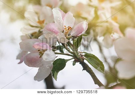 Closeup of blooming apple twig covered by water drops. Beautiful flower blossomed apple springtime.Flowers of apple with water drops. Beautiful spring apple-tree flowers backgroundSoft focus. Pink apple tree blossoms and water drops.
