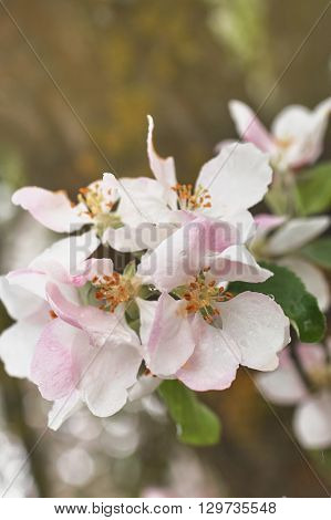 Closeup of blooming apple twig covered by water drops. Beautiful flower blossomed apple springtime.Flowers of apple with water drops. Beautiful spring apple-tree flowers backgroundSoft focus. Pink apple tree blossoms and water drops.