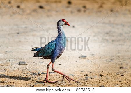 Grey-headed swamphen is a species of swamphen occurring from the Middle East and the Indian subcontinent to southern China and northern Thailand