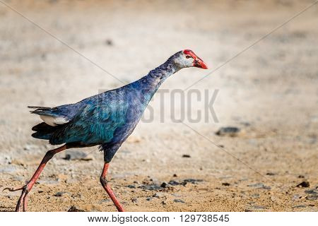 Grey-headed swamphen is a species of swamphen occurring from the Middle East and the Indian subcontinent to southern China and northern Thailand