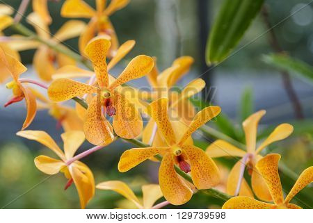 Orange mokara orchids bouquet in the garden