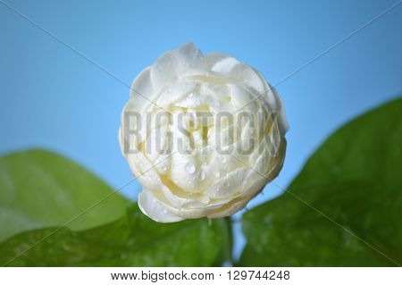 Jasmine flower, Jasminum sambac, Family Oleaceae, Central of Thailand
