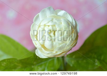 Jasmine flower, Jasminum sambac, Family Oleaceae, Central of Thailand